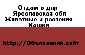 Отдам в дар. - Ярославская обл. Животные и растения » Кошки   